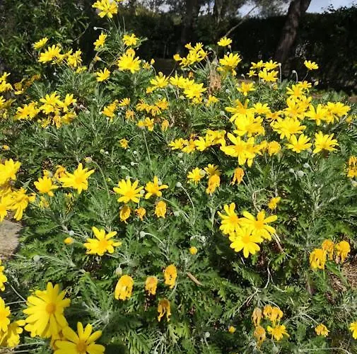 Tatil Evi Larry San Feliciano